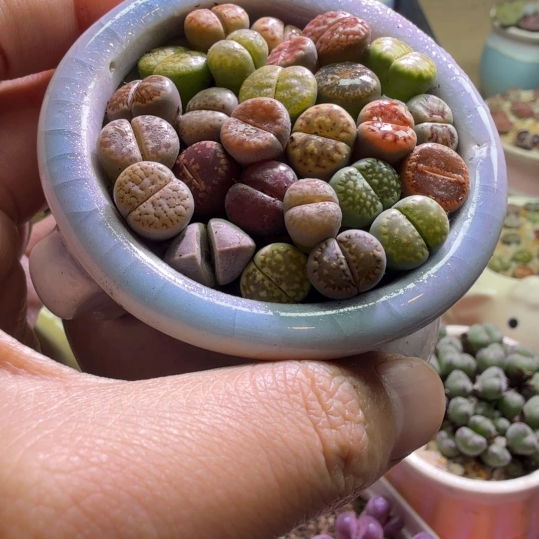 多肉植物开播福利651