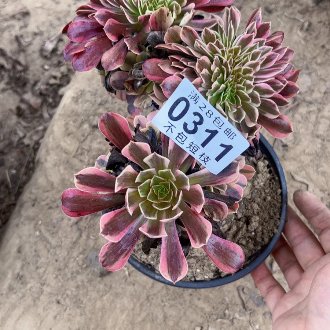 美杜莎缀多肉植物0311