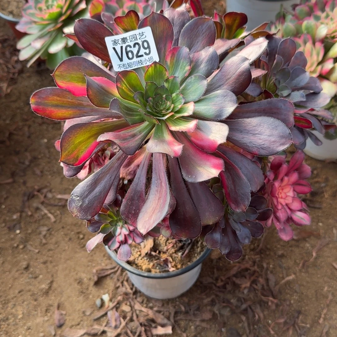 629花蝴蝶官服25左右2