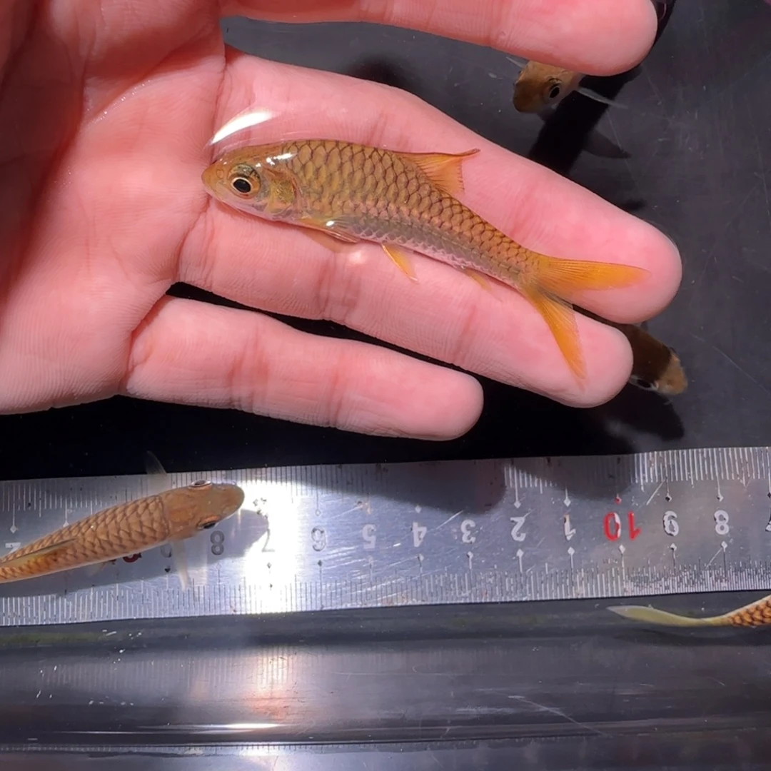 海水鱼哥拉巴拉红吉罗