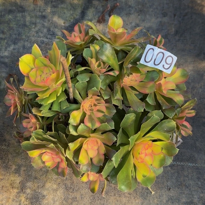 0000000009七彩福利价