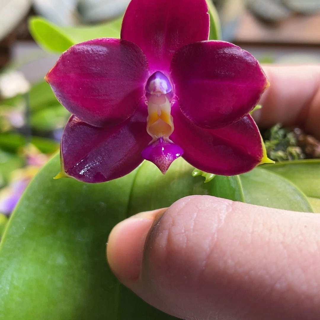 完全开放111叶瑕花期不保