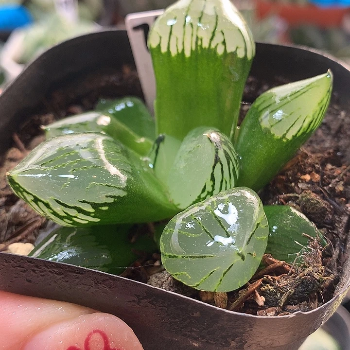 75号魔晶球一物一拍