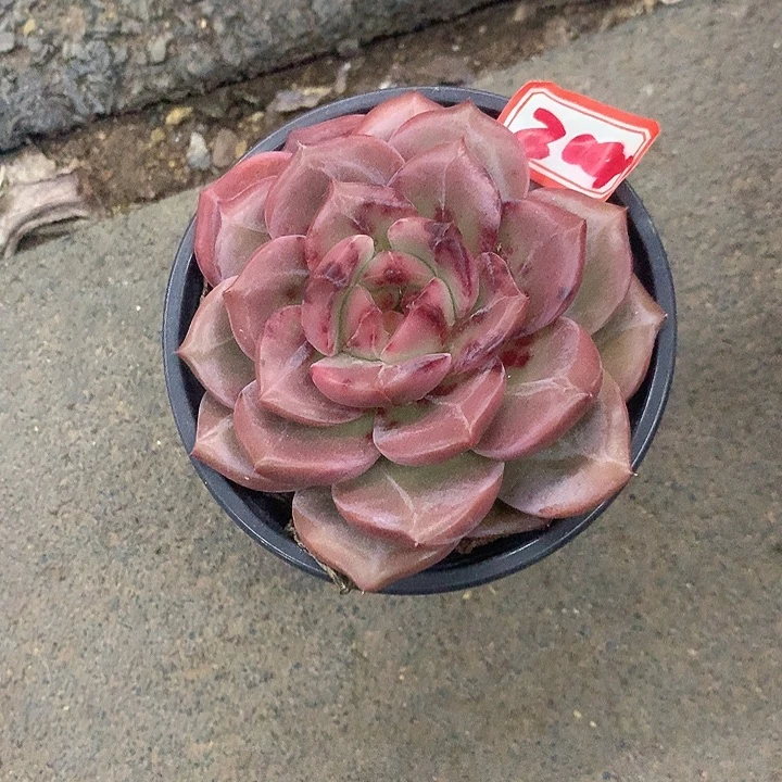 希***嘻一物一拍抠橙多肉204