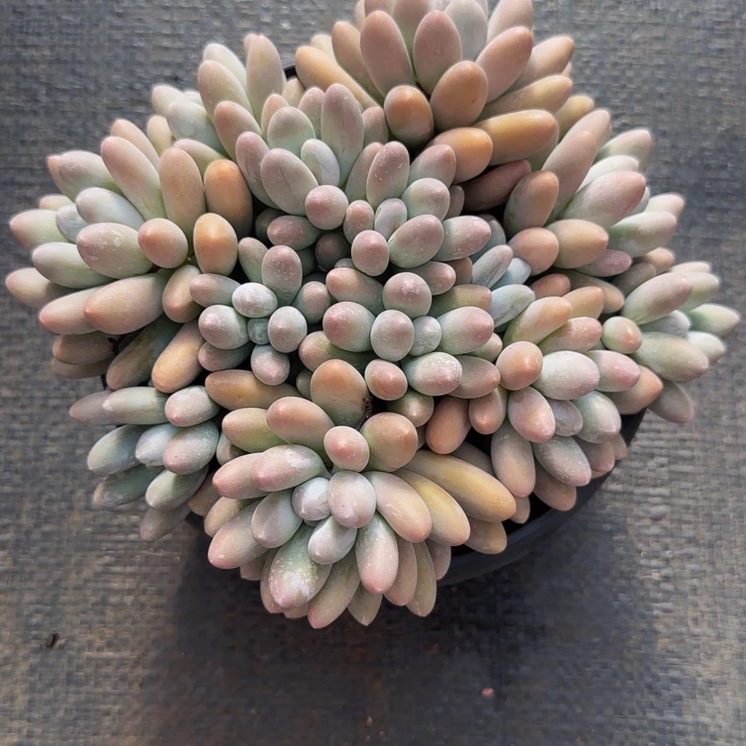 连***翘多肉植物汤圆系列