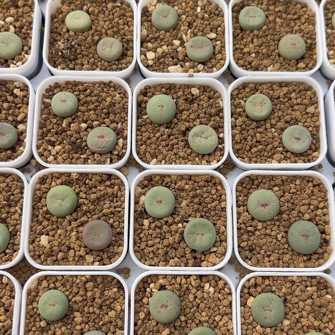 0000量拍小红嘴(大型)5颗脱土发