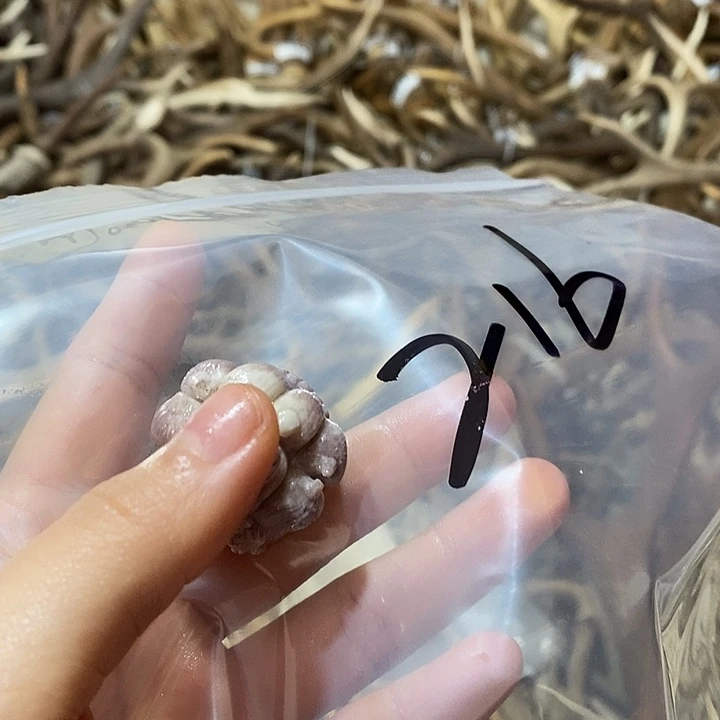 S****非金属鹿角鹿角鹿角