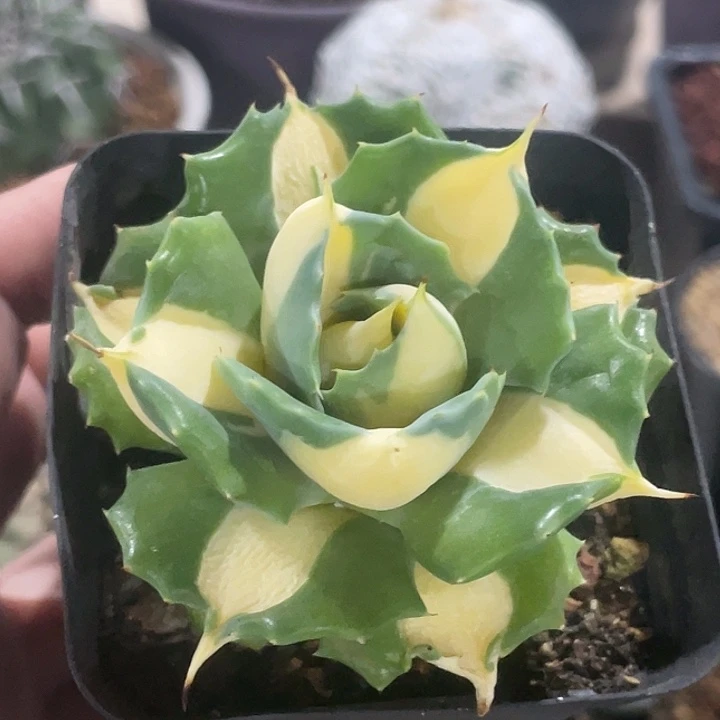 王妃雷神黄中斑