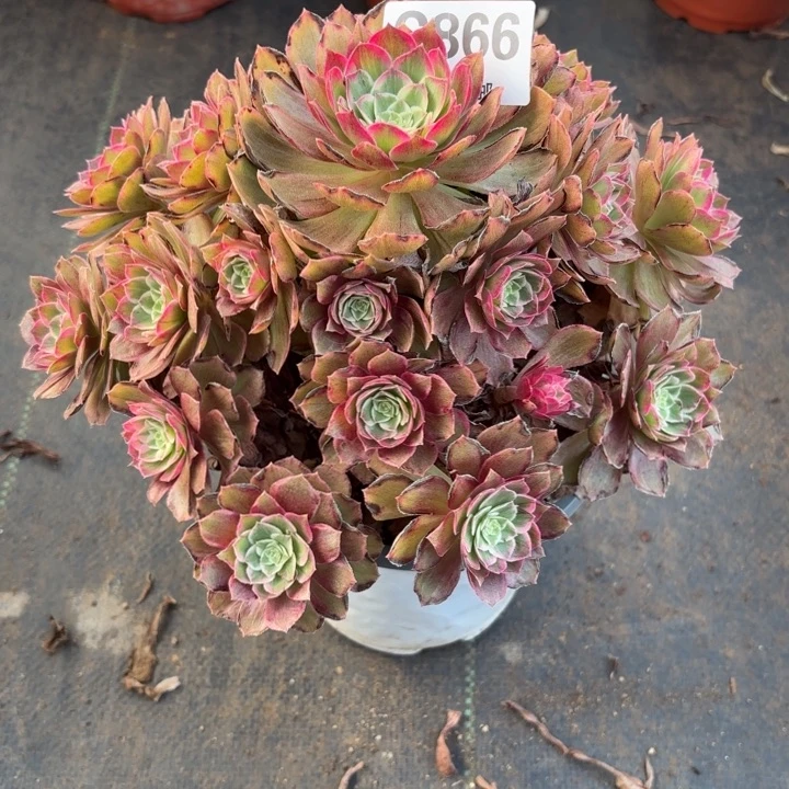 瑞妈，，，。。。。。。866莲花，