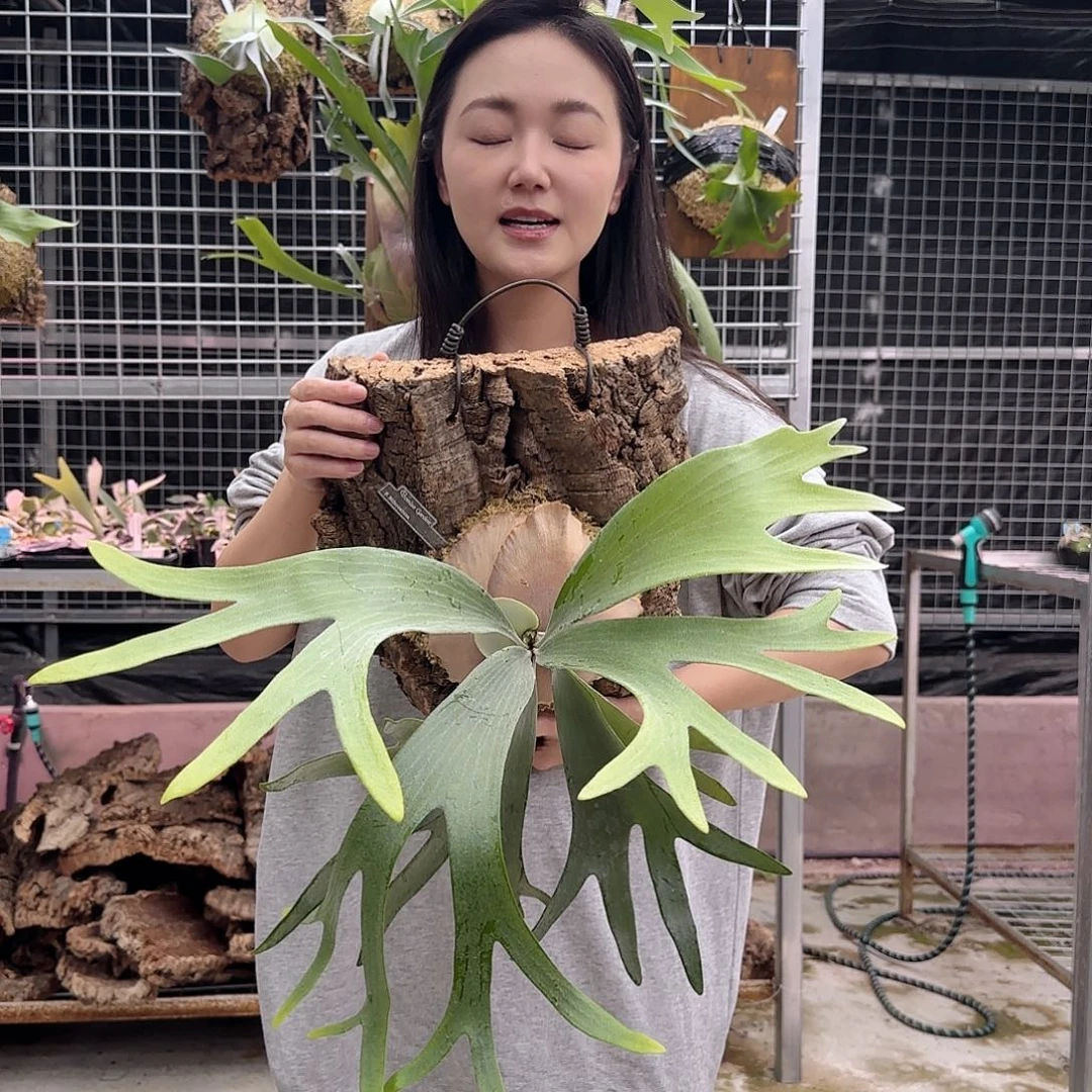 无花朵白二歧鹿角蕨