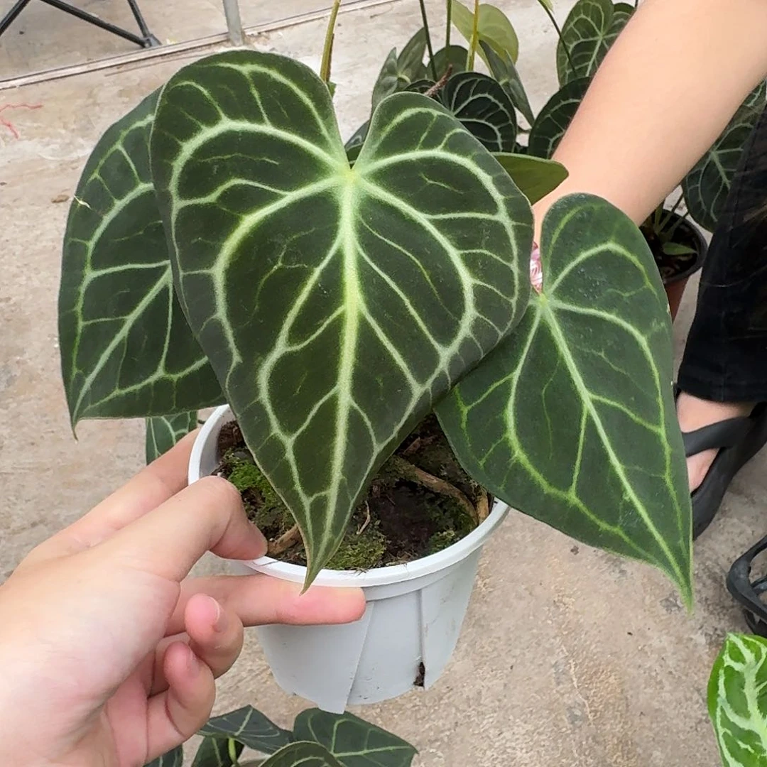 无花朵不***。一物一拍G138