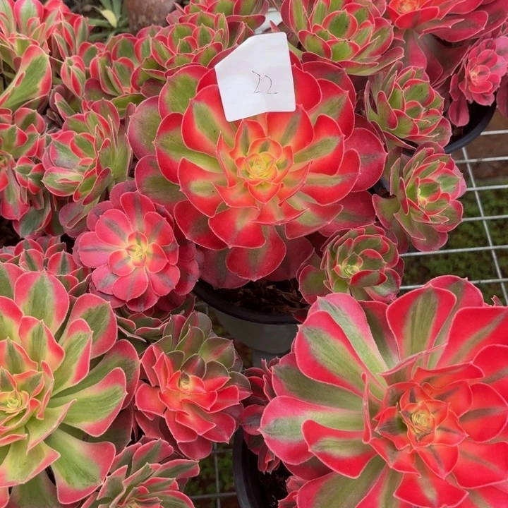 云南七彩石好看22号