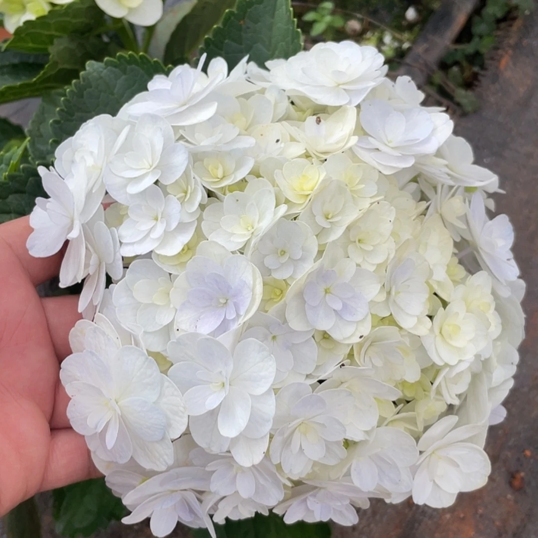 绣球切花一物一拍3枝起包邮，42