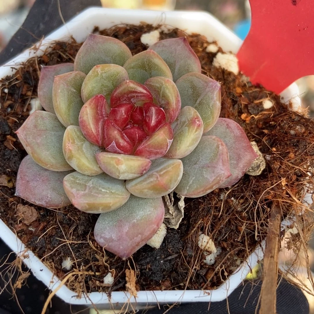 240糖果珍妮多肉植物