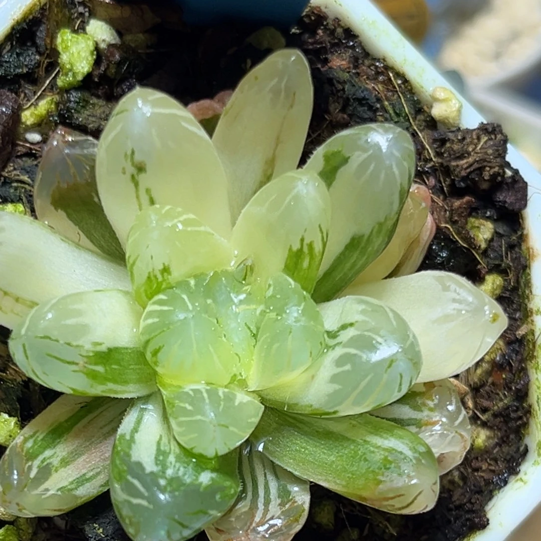 恭喜发财大吉大利0423