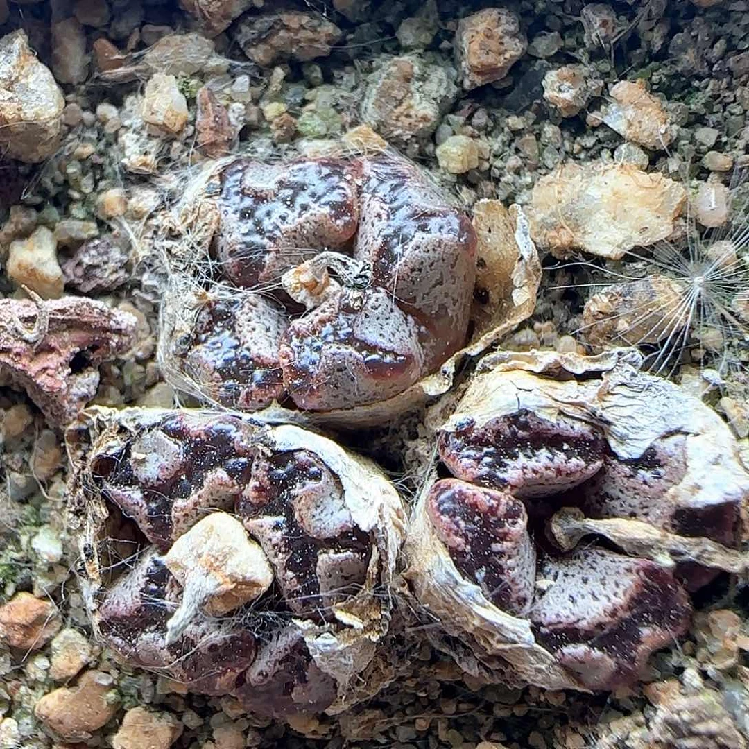 开播福利啊蝴蝶38157