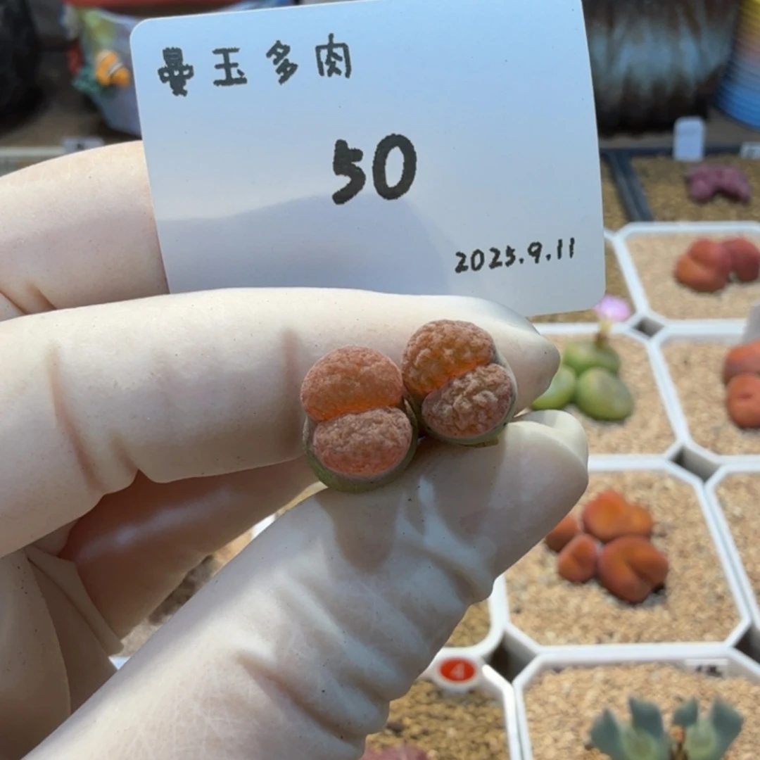 大***大多肉多肉多肉9.11-050