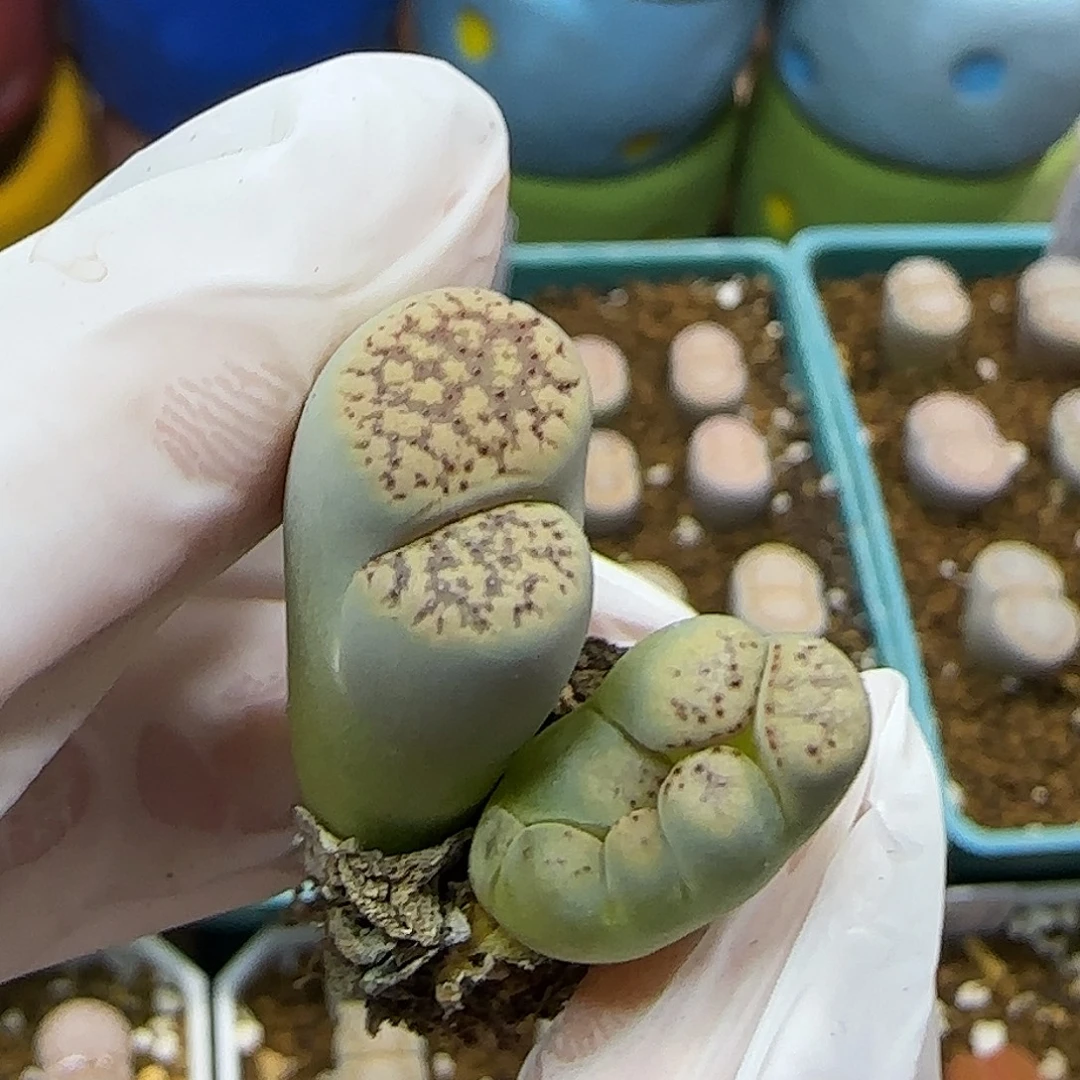 懒***人11.23.朝贡变异.9026补差