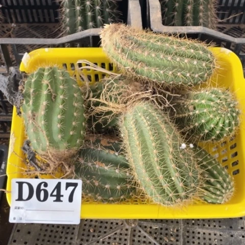 d 647瑕疵种子苗