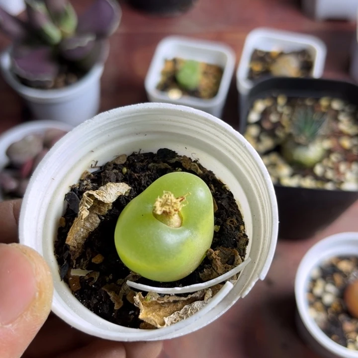 可爱多肉嘟嘟毛汉尼034