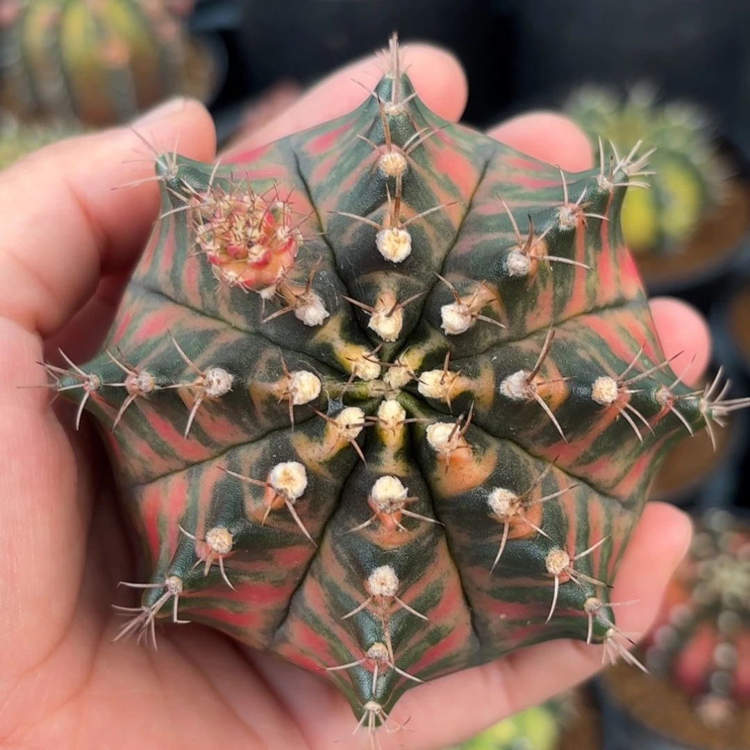 泰系米哈实生母本仙人球10