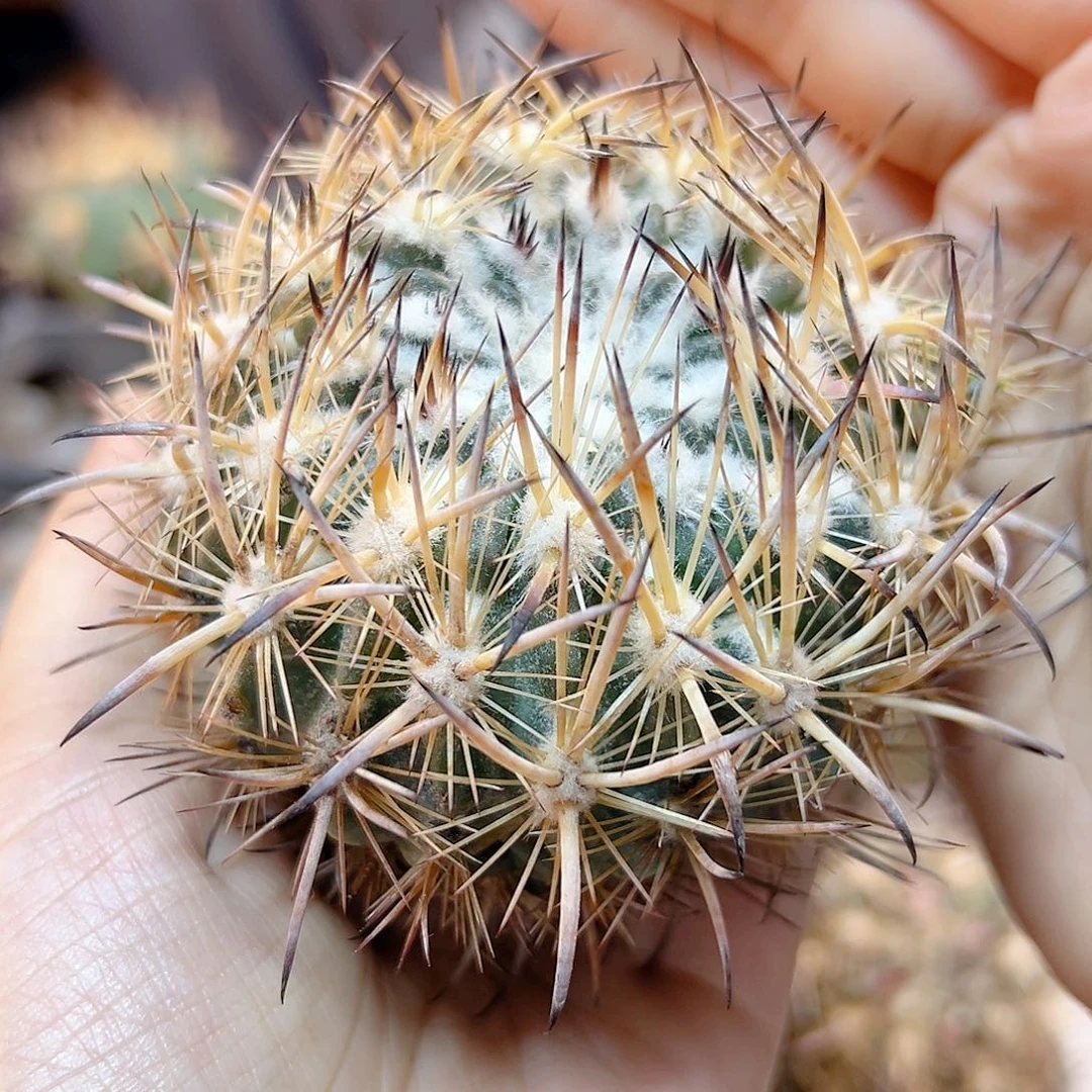 苗接虎爪玉含刺7.5公分无根