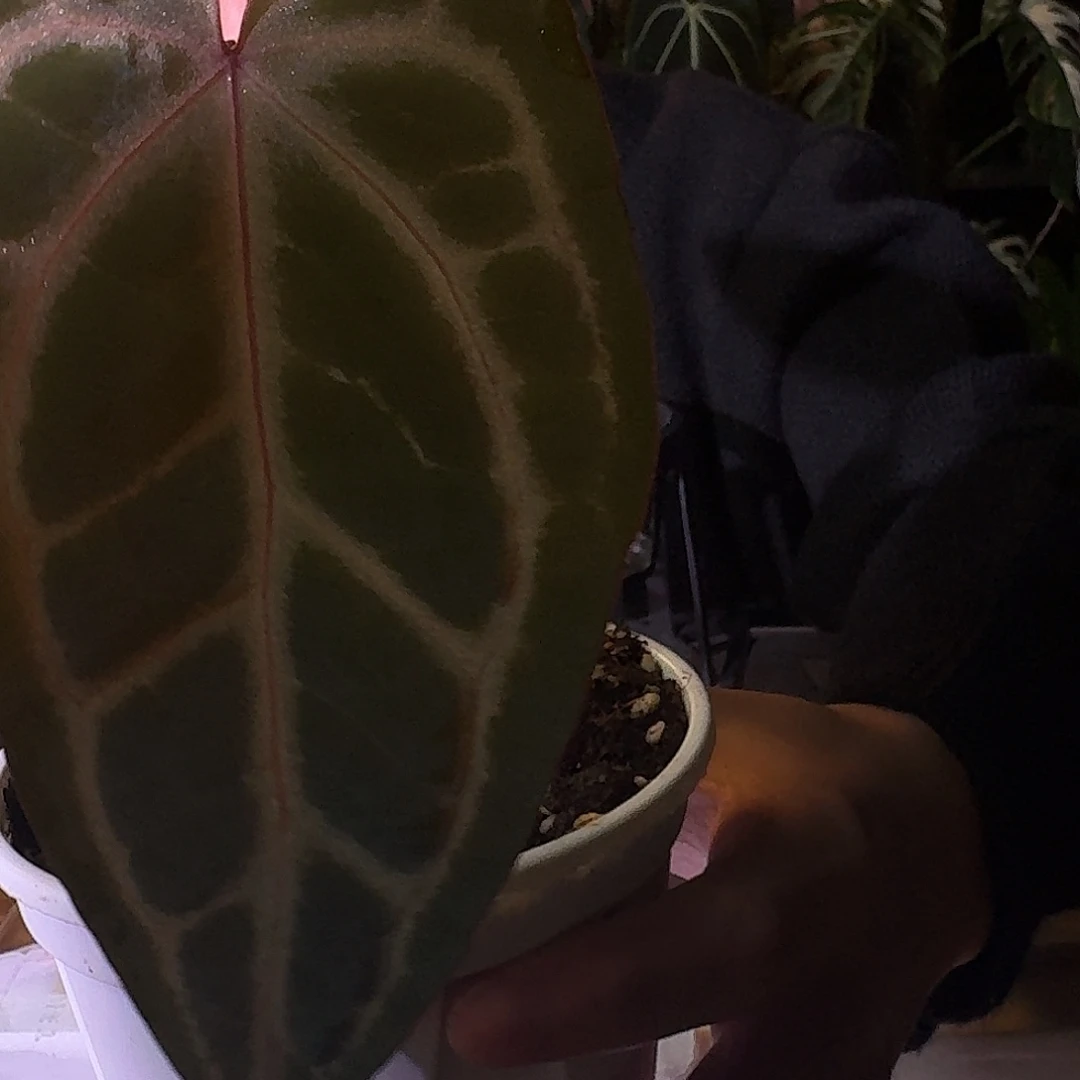 不开花植物C13黑曜石紫水晶