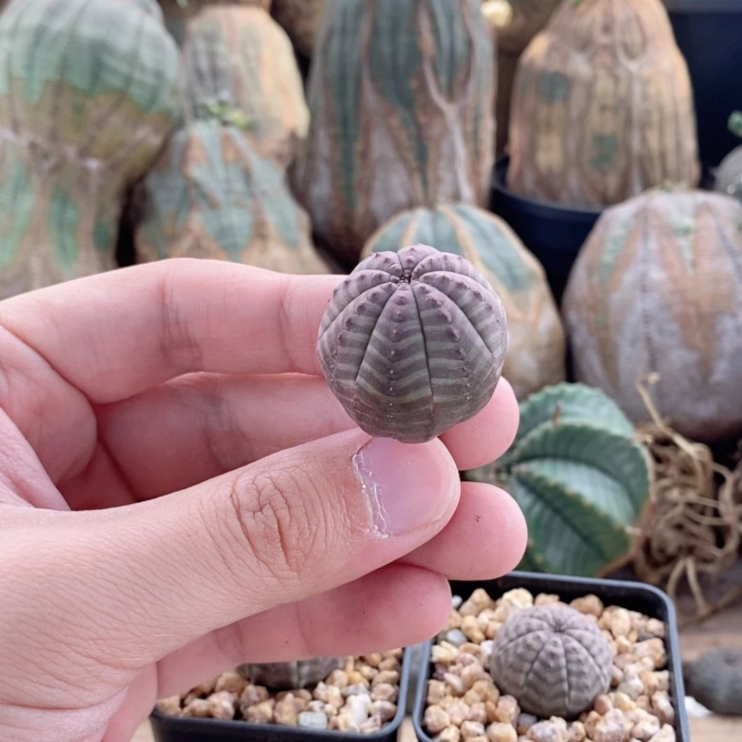 欧系实生布纹球多肉植物有疤捡漏