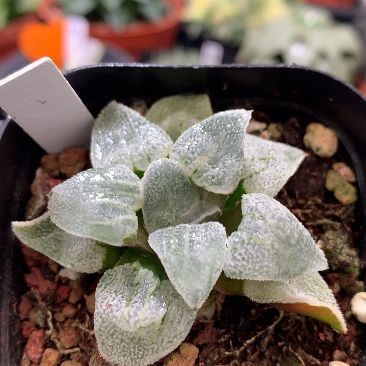 白磨面寿，带盆发货