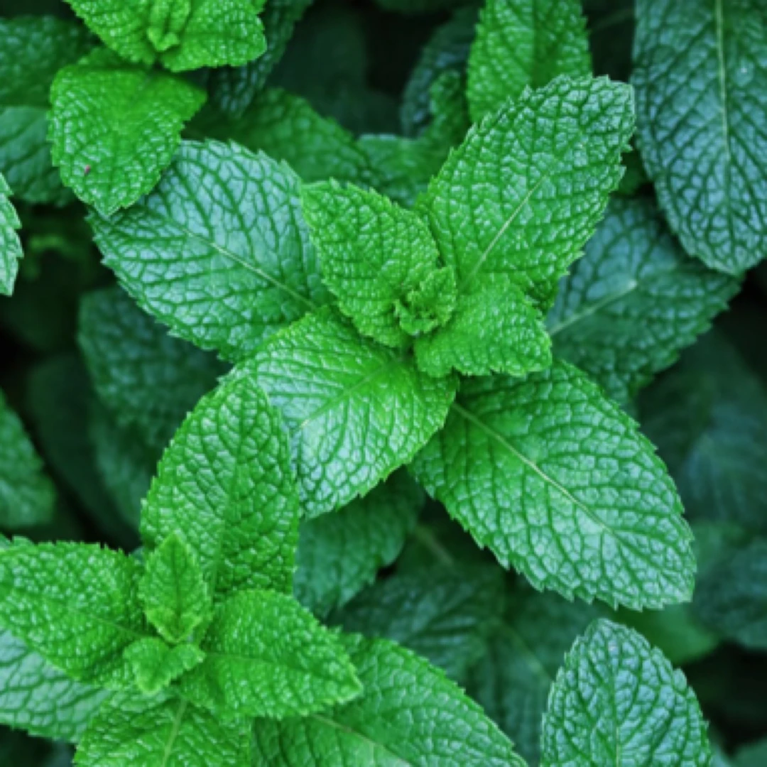 薄荷盆栽可食用香草室外花卉绿植室内阳台植物驱蚊草薄荷叶大盆苗