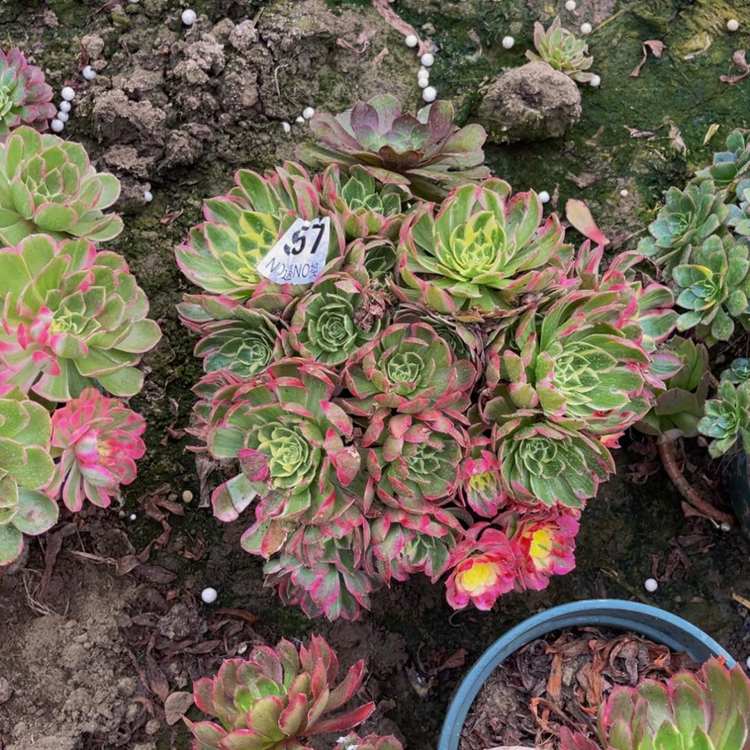 海王法师朵朵5-2¥