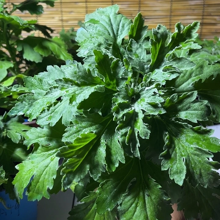当前无花朵，栽培后可花朵夫人