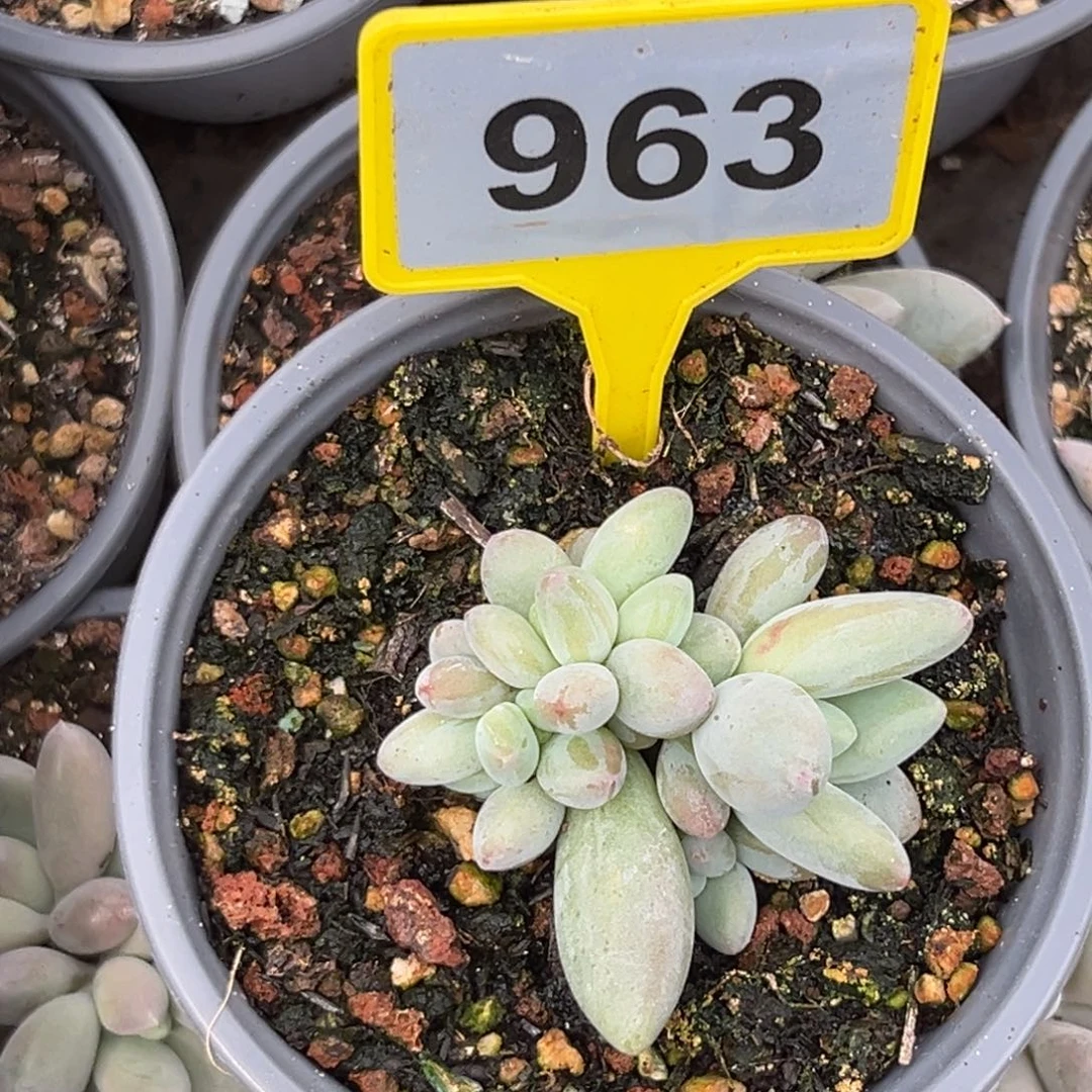多肉植物白兰地群963