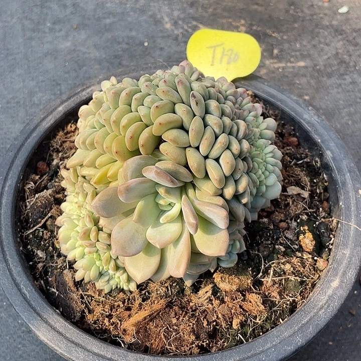 凌雪缀化多肉植物180