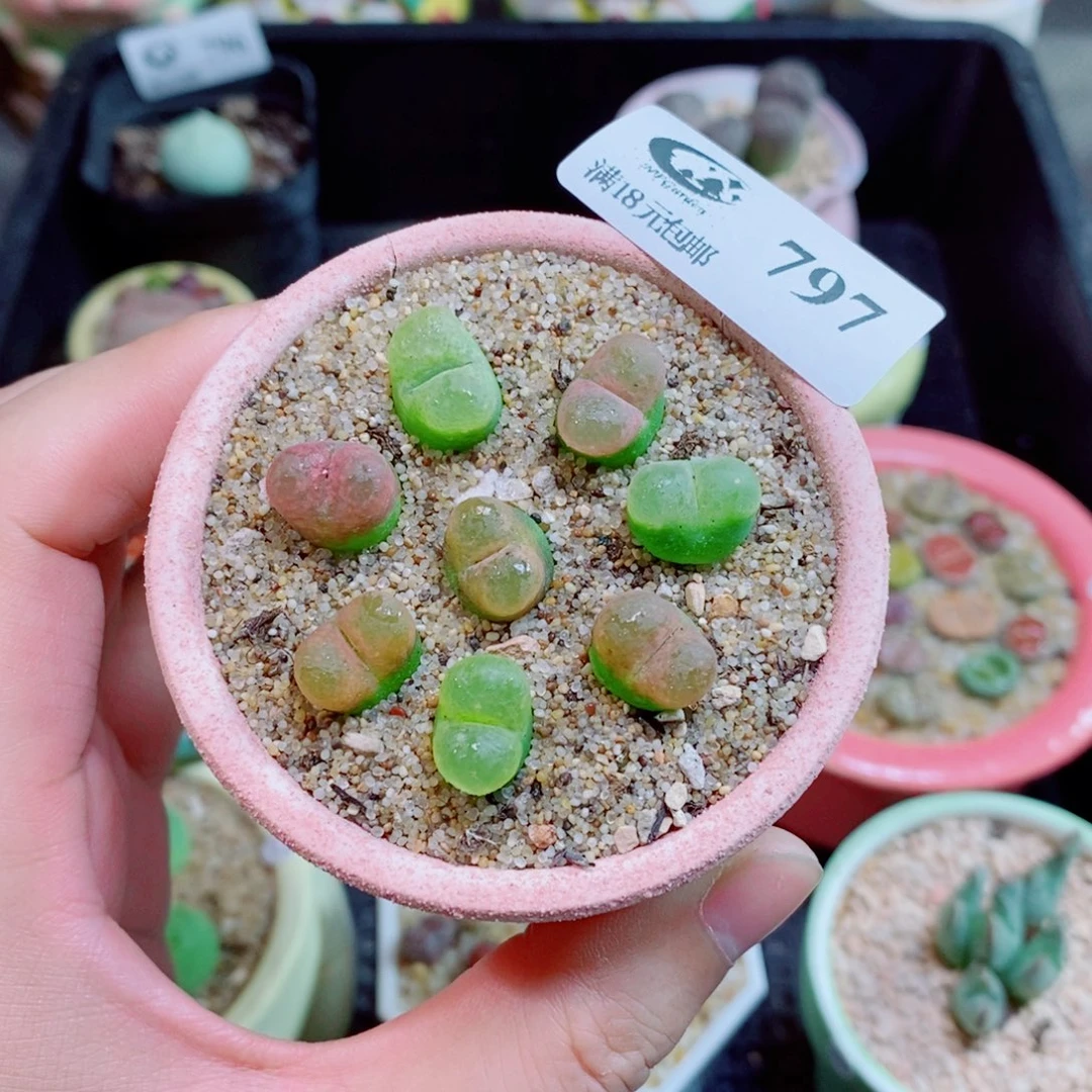 生石花花花花花花797