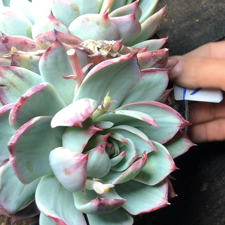 G*权43/////////////////