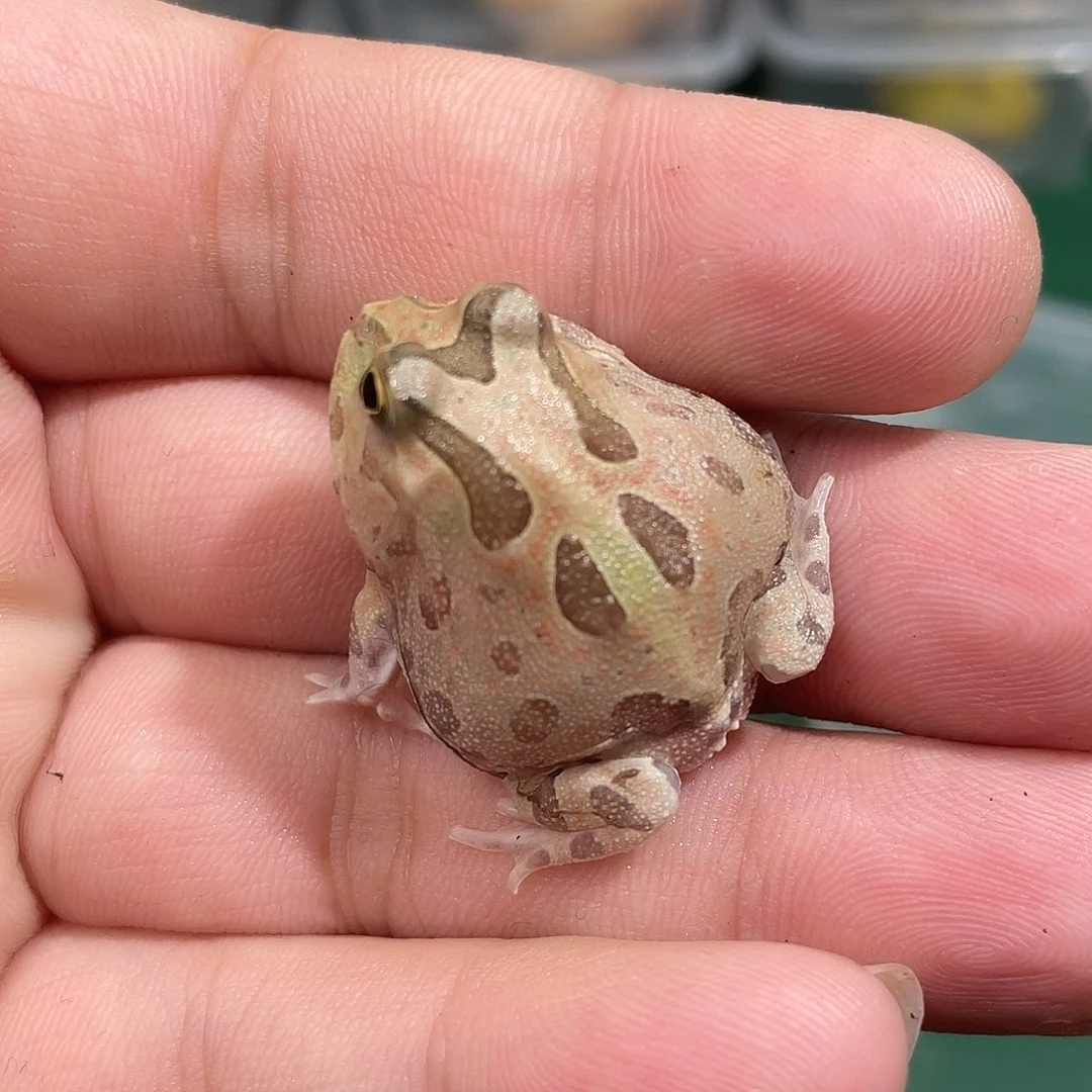 角蛙波子到货拍摄开箱视频包邮包活