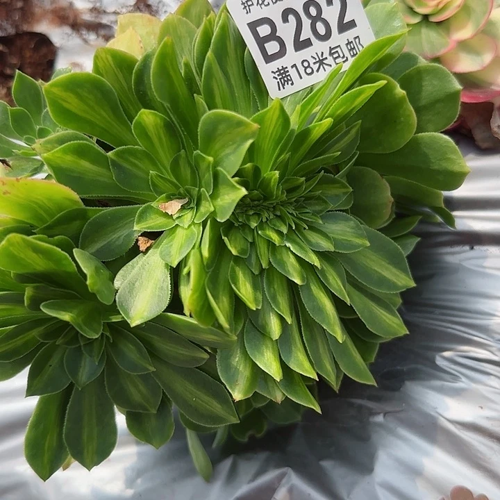 多肉法师琉璃朵朵