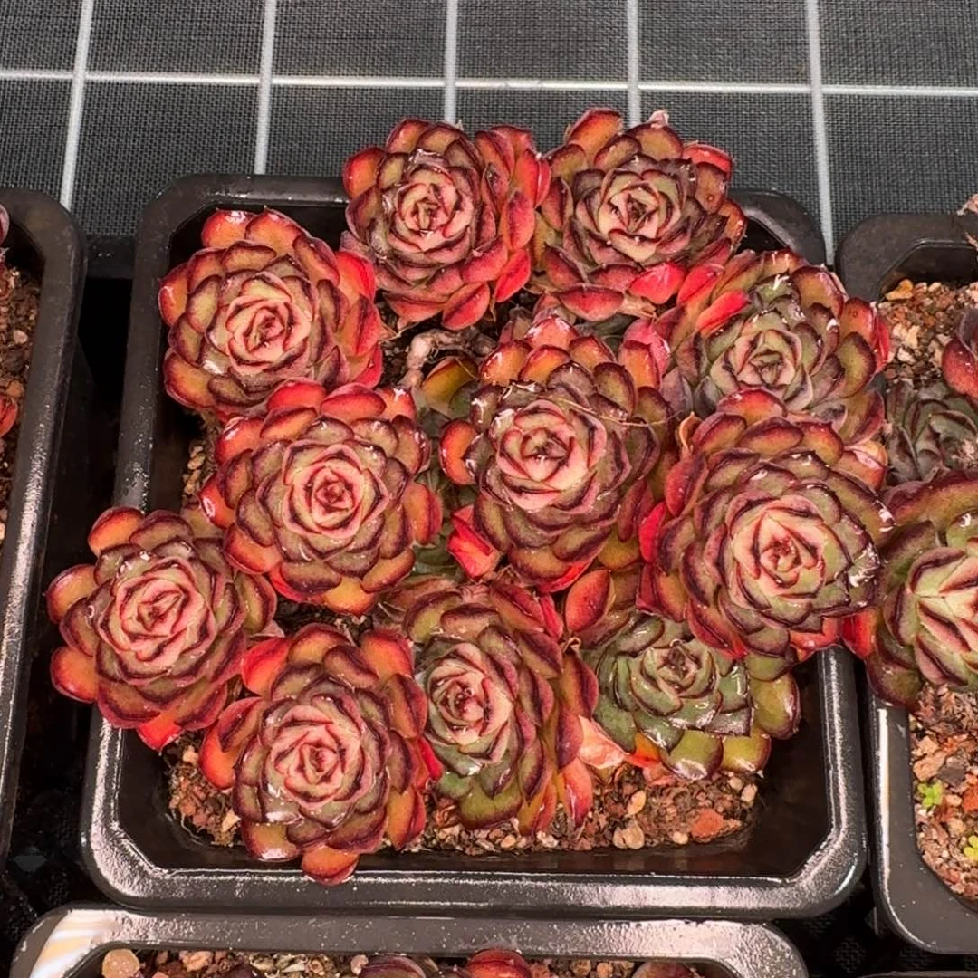 从前慢花园精选萤火虫