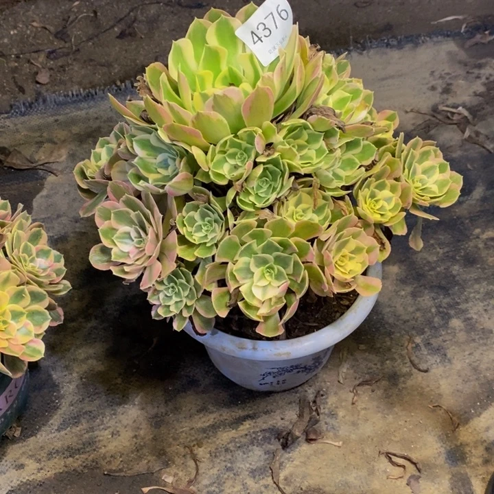 妖月多肉断头不包4376