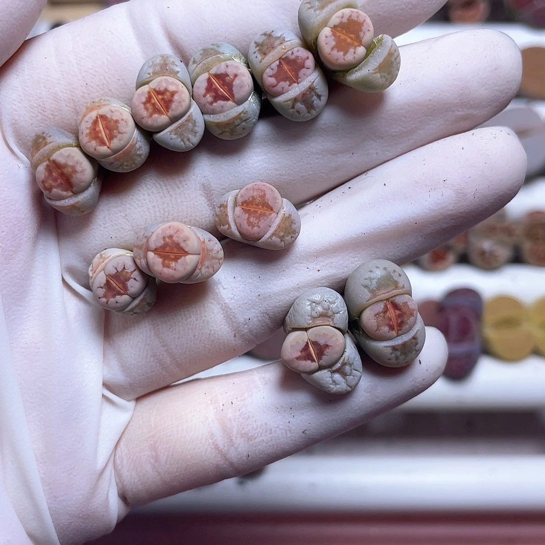 へ****?498号 火焰红唇……………………