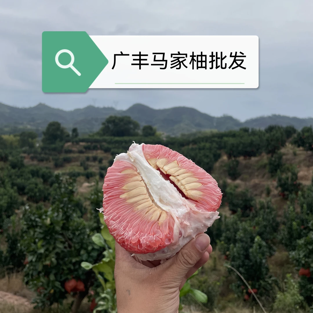 包甜正宗广丰马家柚批发有籽无籽都有不接受指定不是老顾客不要拍