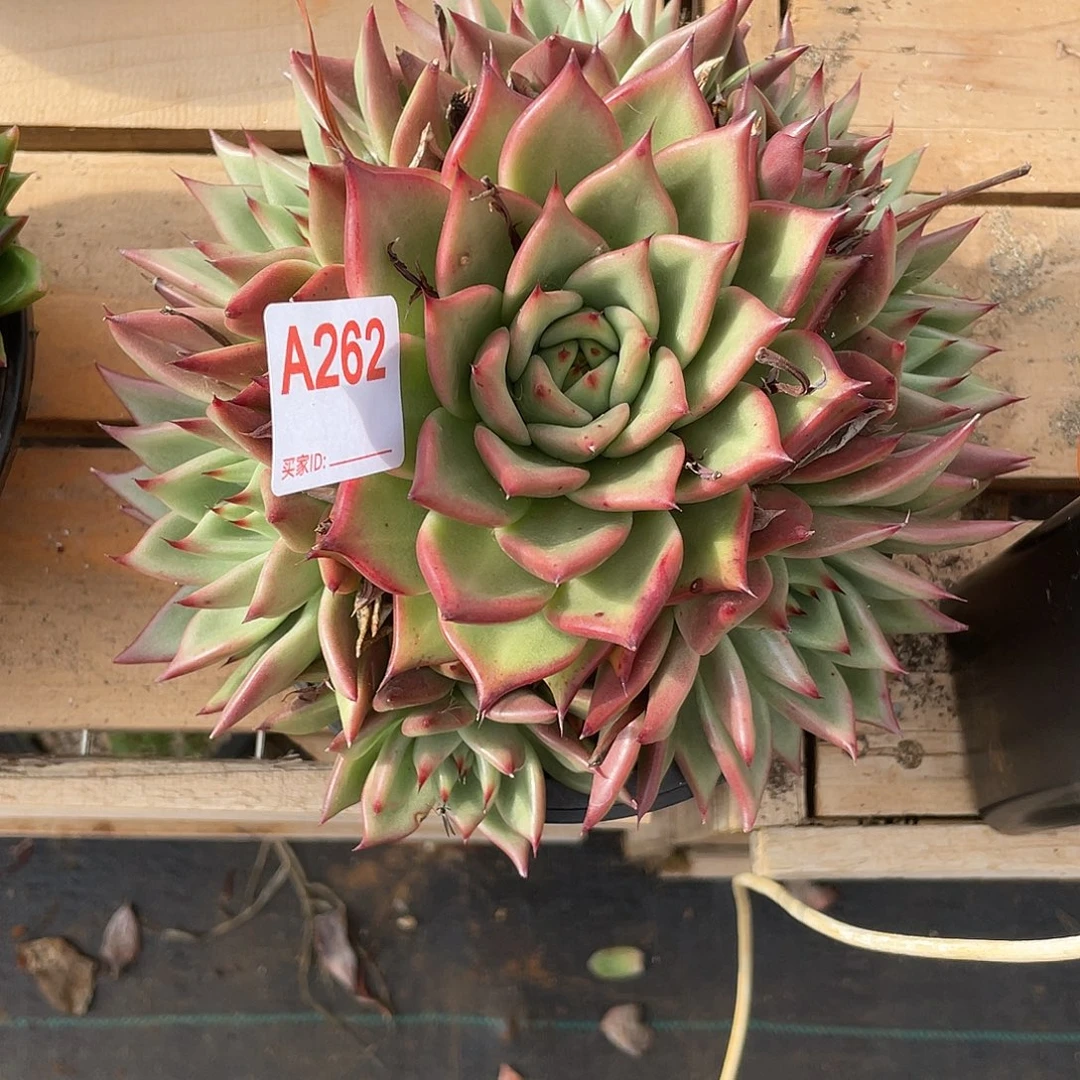 若如东云单拍A262