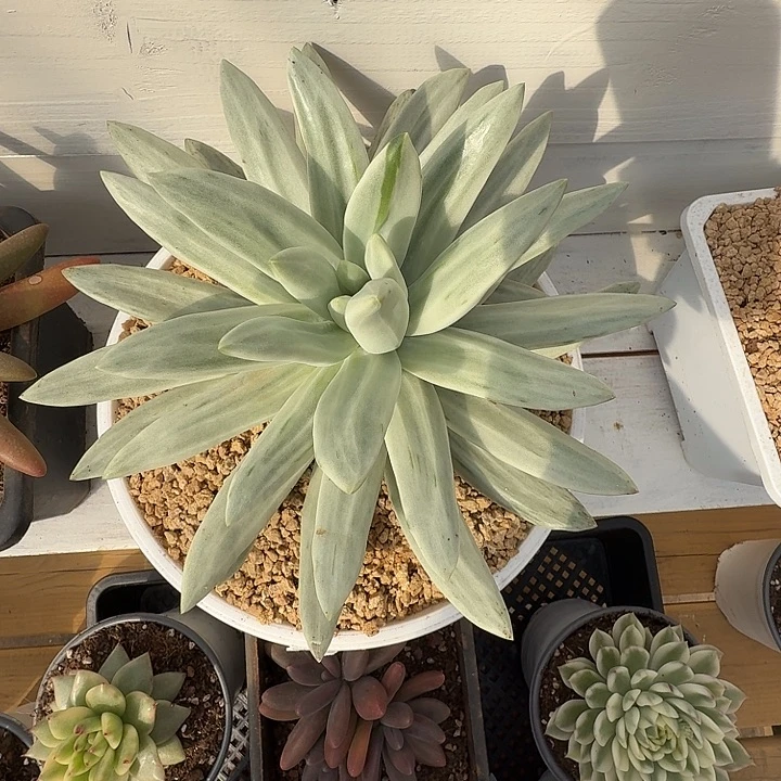 海洋之歌锦111128-7