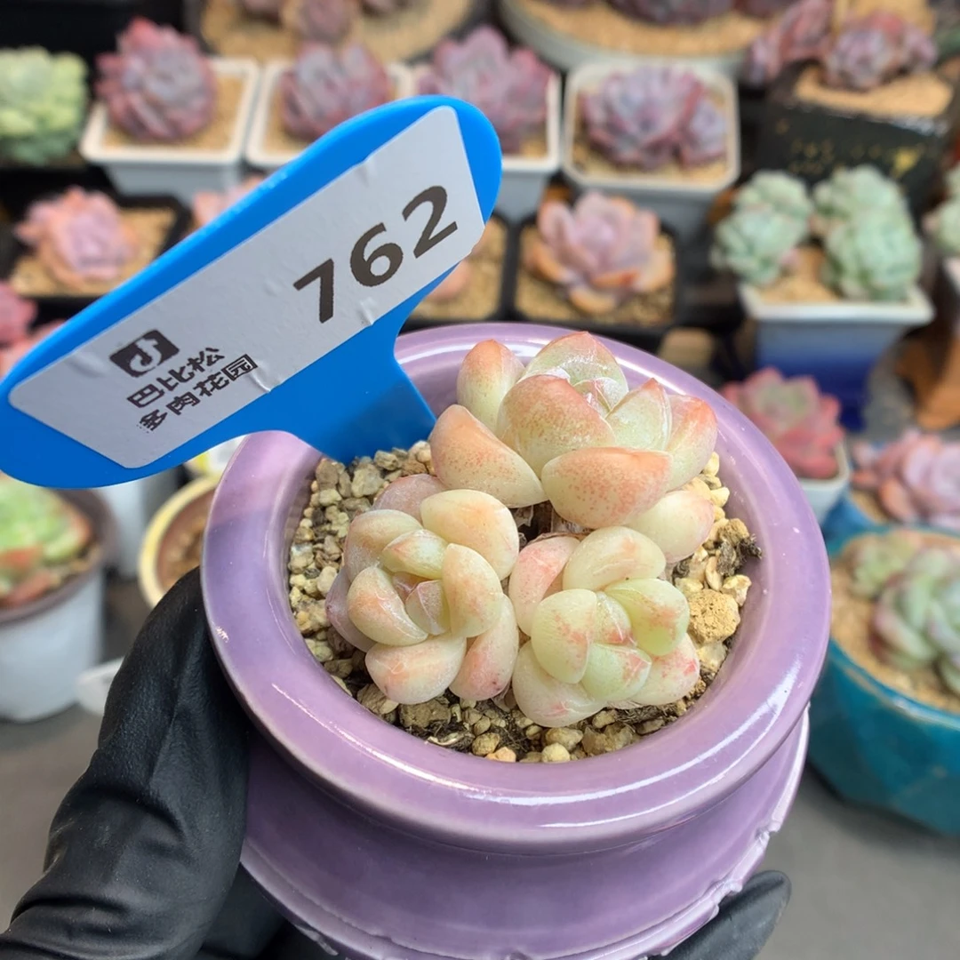 762 奶油冰玉多肉