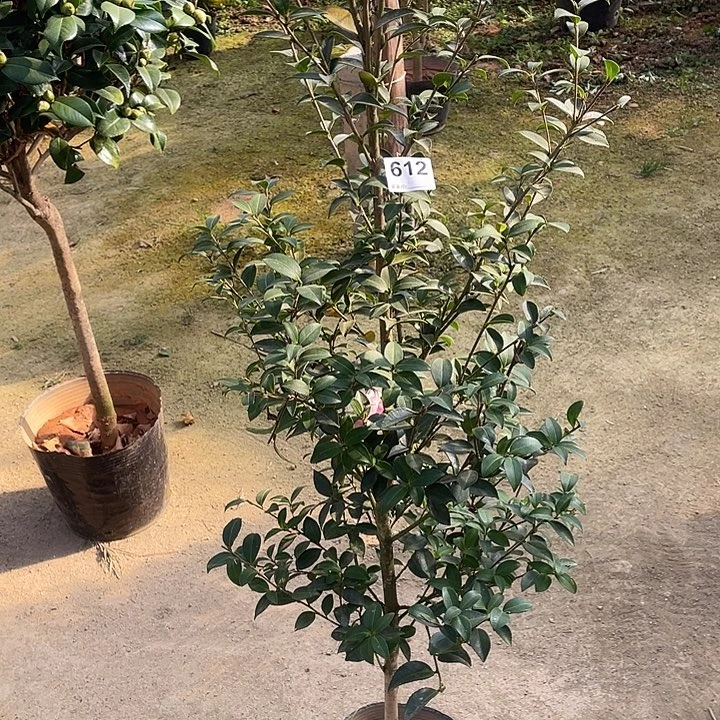 完全开放612英八茶梅