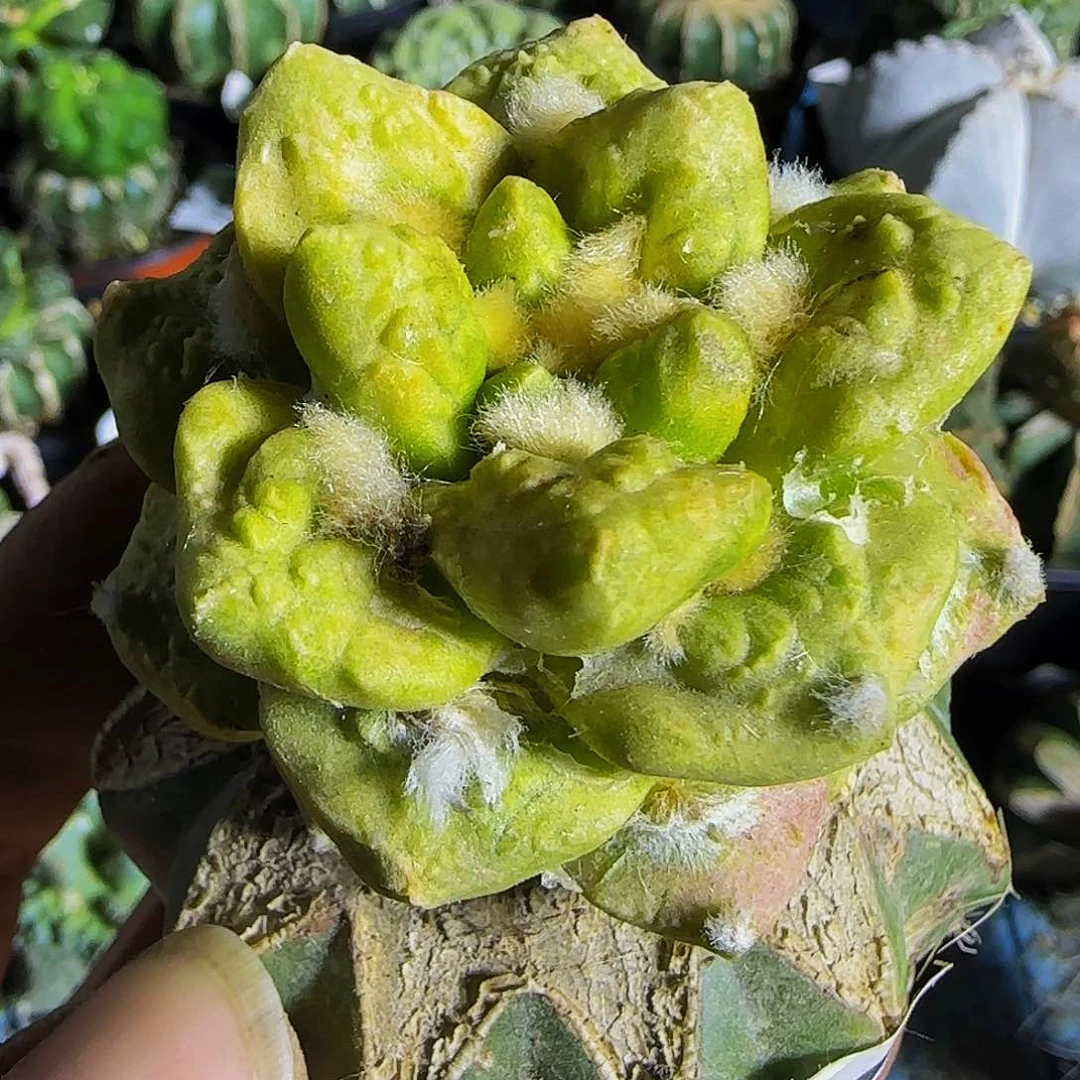 龟甲锦446仙人球