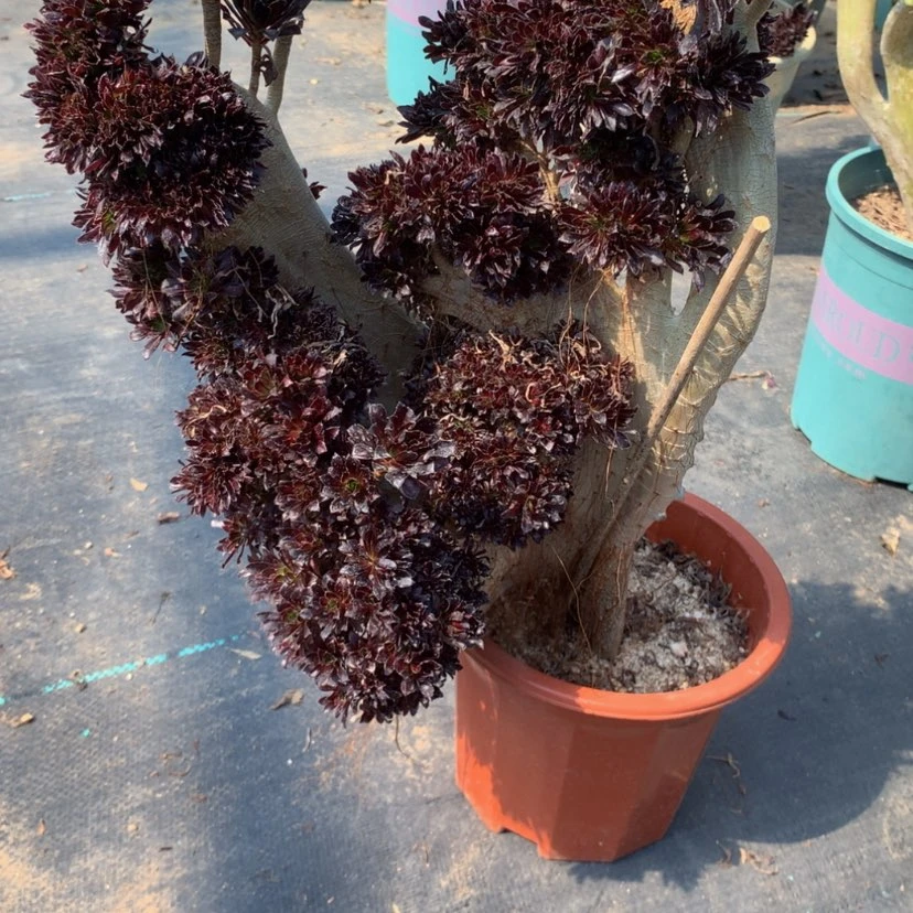 【闪购商品】智****柜8808法师