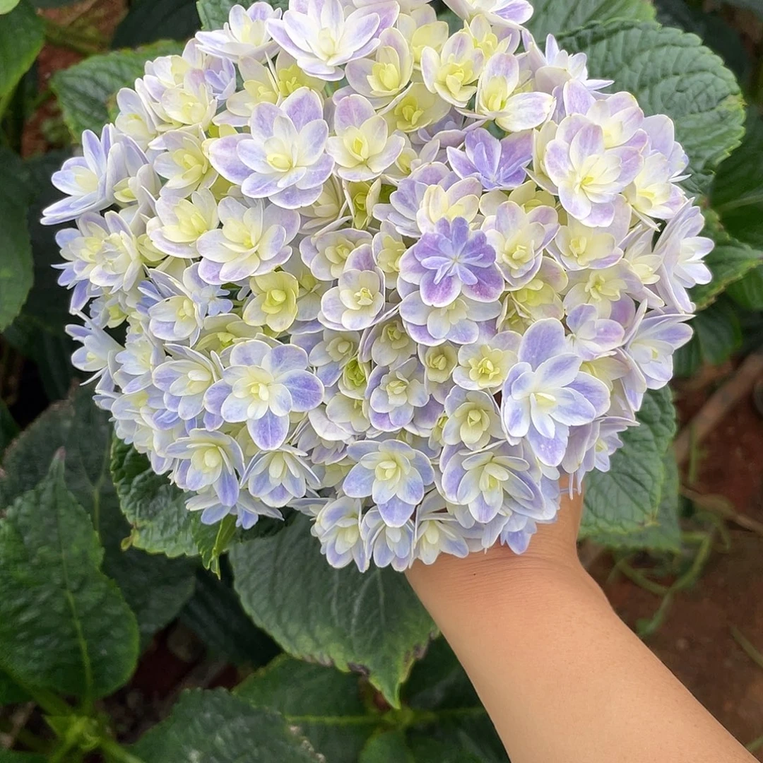 绣球切花一物一拍3枝起包邮，21