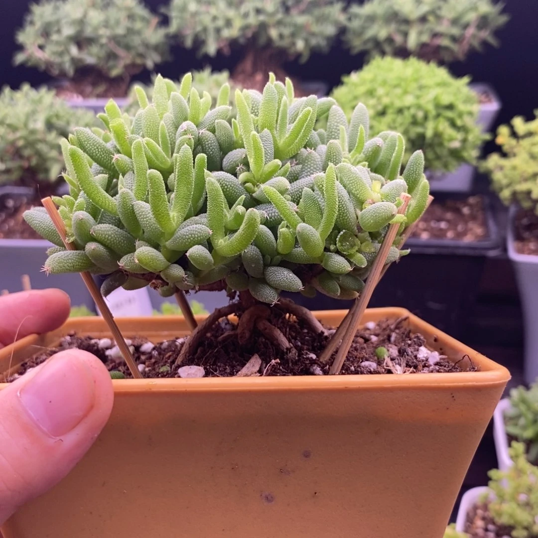 105玉米老桩。